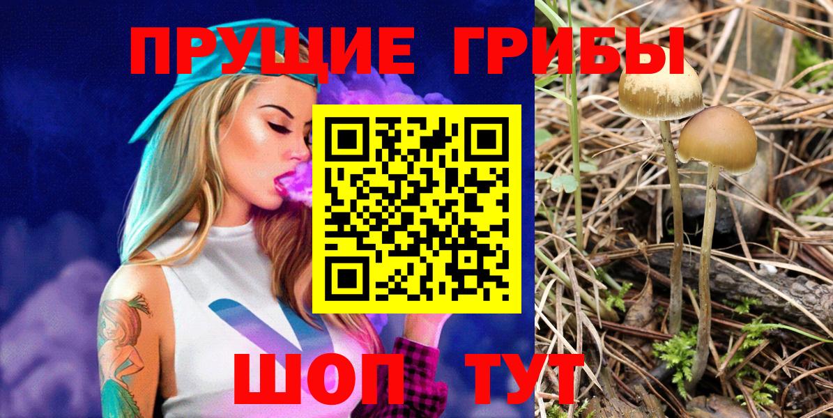 Галлюциногенные грибы Psilocybe Абакан