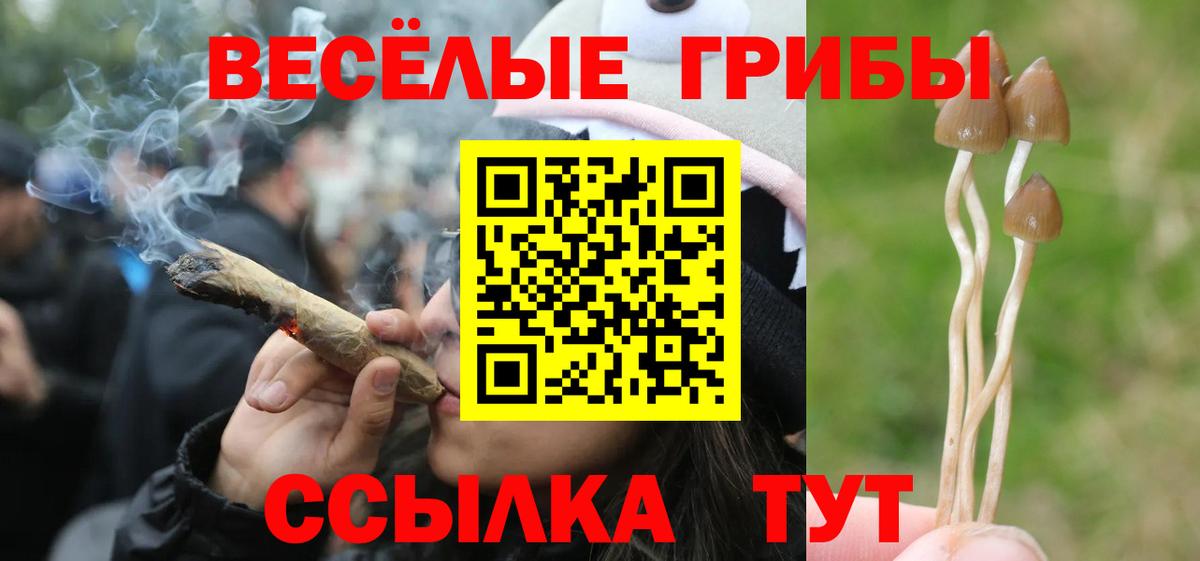 Абакан  Псилоцибиновые грибы прущие грибы  Вход с VPN 